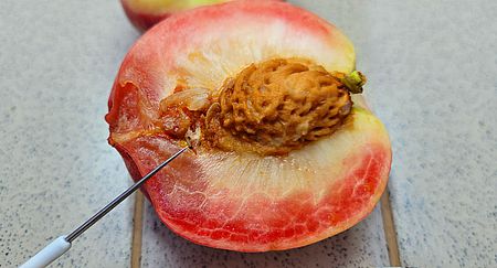 Фото пресс-службы Красноярского ФГБУ «ЦОК АПК»